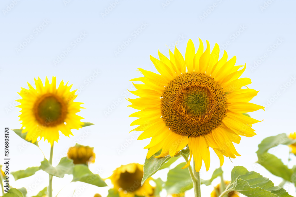 Field of yellow sunflowers on summer day, closeup Field of yellow sunflowers on summer day, closeup
