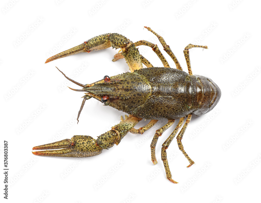 Fresh raw crayfish isolated on white, top view. Healthy seafood Fresh raw crayfish isolated on white, top view. Healthy seafood