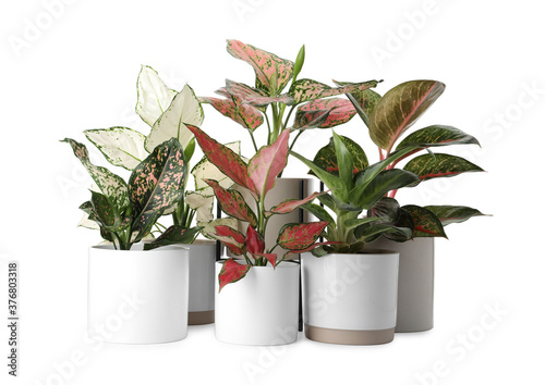 Beautiful Aglaonema plants in flowerpots isolated on white. House decor photo