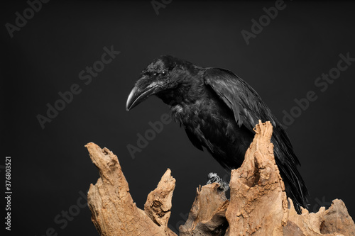 Beautiful common raven perched on wood against dark background photo