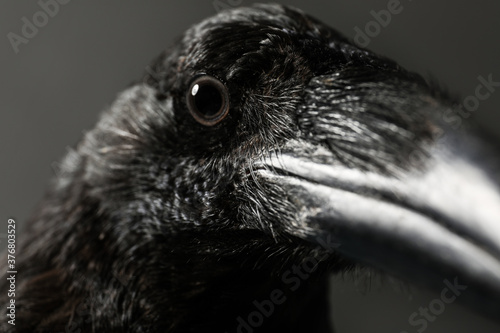 Beautiful common raven on dark background, closeup