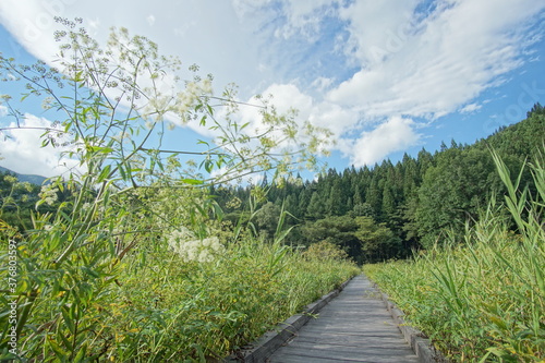 Nature park in Japanese Northern Alps, Hakuba, Japan.