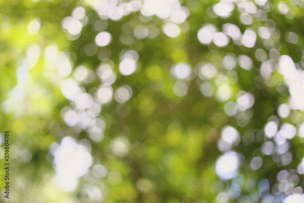 Green bokeh of garden trees. Green bokeh of garden trees.