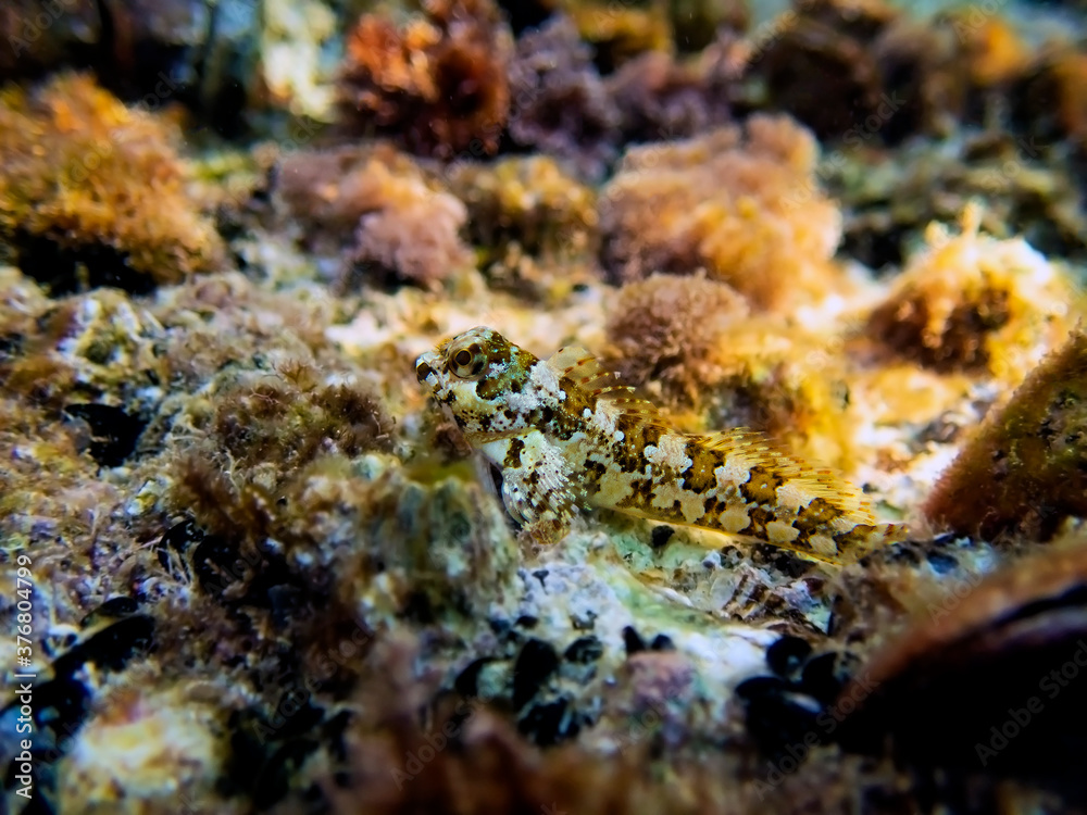 Combtooth Mediterranean blenny fish - Lipophrys trigloides Combtooth Mediterranean blenny fish - Lipophrys trigloides
