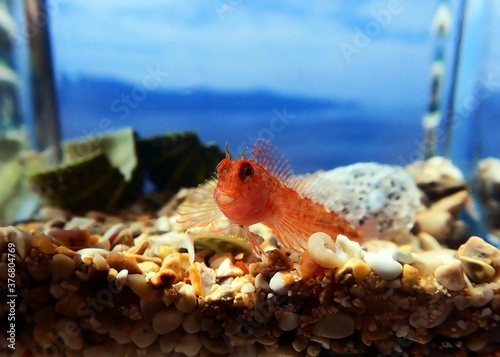 Zvonimirs blenny, Mediterranean fish - (Parablennius zvonimiri)  photo