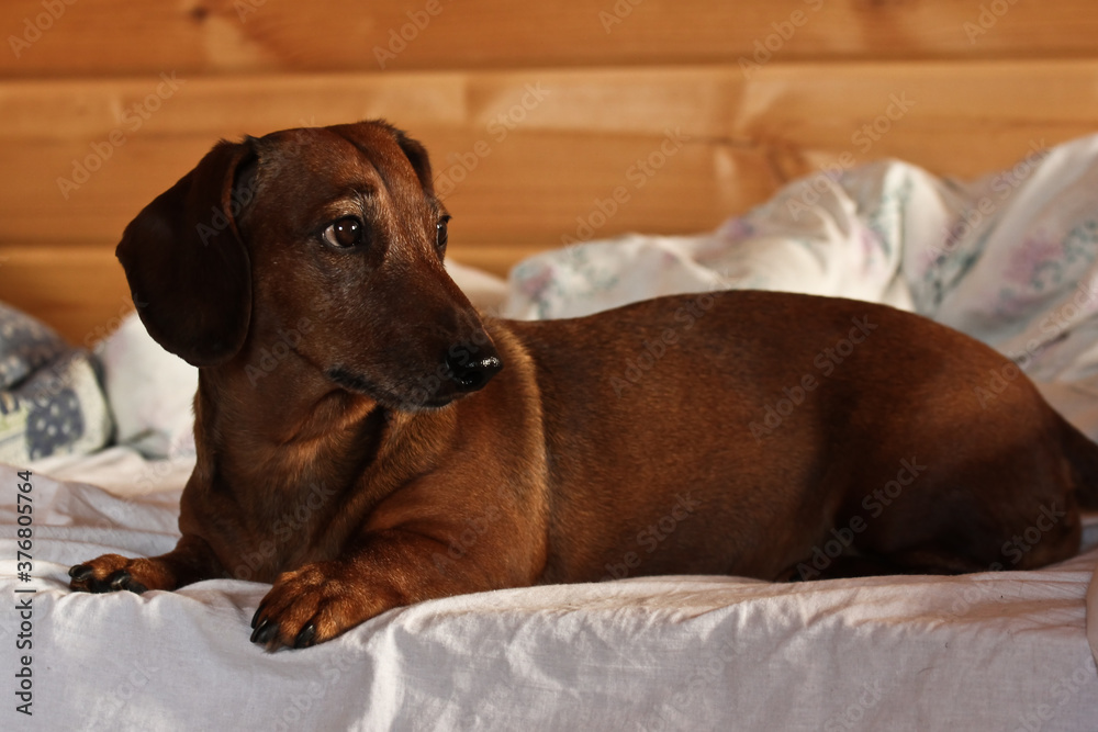 A smooth-haired ginger-brown dachshund resting on a bed in a private home. A favorite of the family.