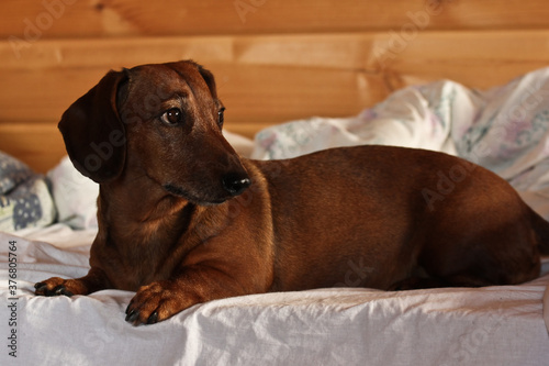 A smooth-haired ginger-brown dachshund resting on a bed in a private home. A favorite of the family.
