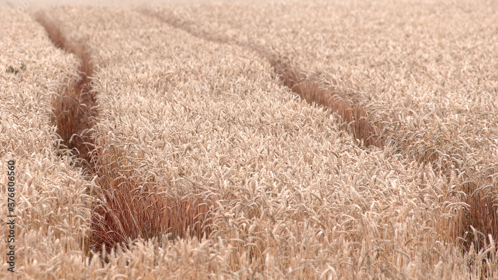 Fototapeta premium Spikelets of wheat, natural yellow background or texture.