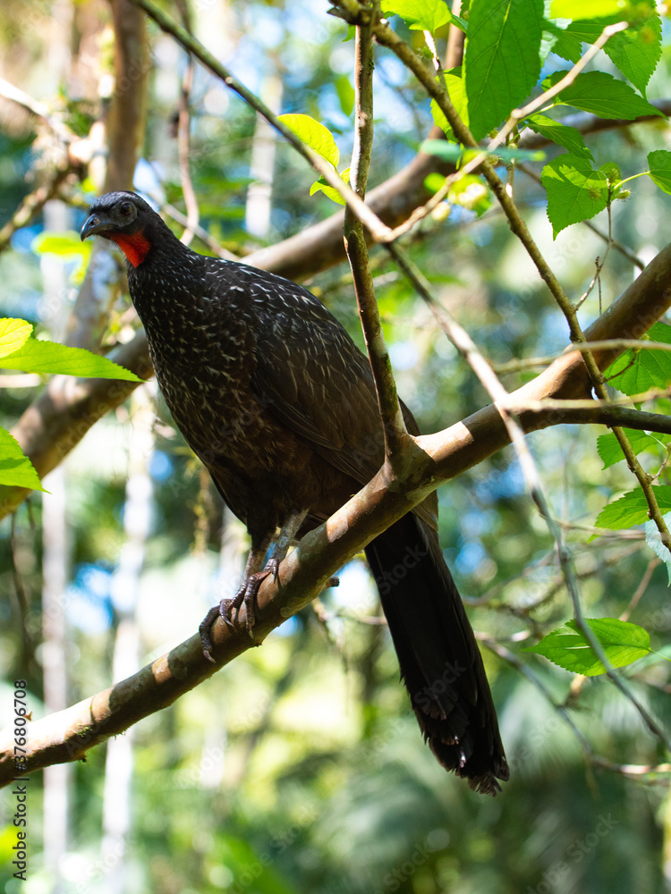 Fototapeta premium jacutinga or Dusky-legged Guan (Penelope obscura)