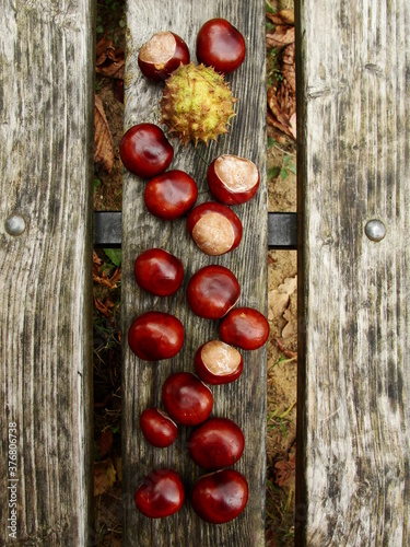 Chestnuts bare and with spiked peel on the old wooden bench in the park. Fresh glossy brown skinned fruits.  Autumn day in the Botanical garden
