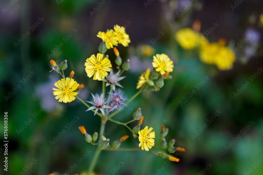 Wild yellow flowers (Crepis japonica) Wild yellow flowers (Crepis japonica)
