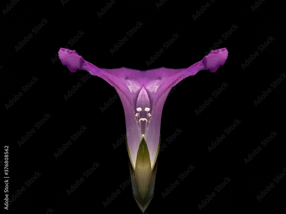 purple water drops purple water drops