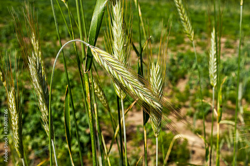 Green Wheat Field in Sunny Day, Ontario, Canada photo