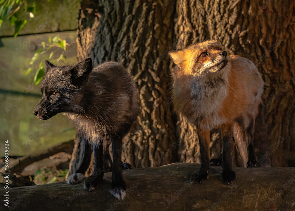 Two Red Tailed Variant Foxes in the Setting Sun Two Red Tailed Variant Foxes in the Setting Sun