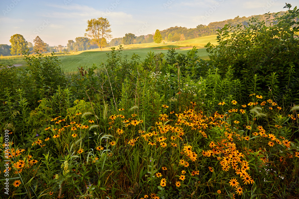 Wild flower field of orange flowers and long green grasses during the summer in Minnesota Wild flower field of orange flowers and long green grasses during the summer in Minnesota