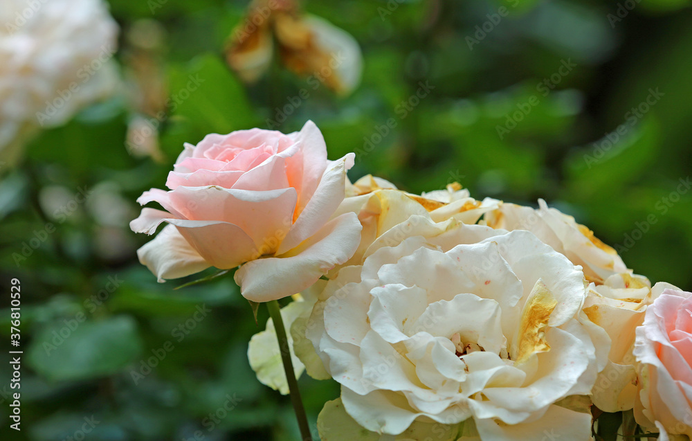 Pastel pink rose - The Ashcombe Maze and Lavender gardens, Victoria, Australia Pastel pink rose - The Ashcombe Maze and Lavender gardens, Victoria, Australia