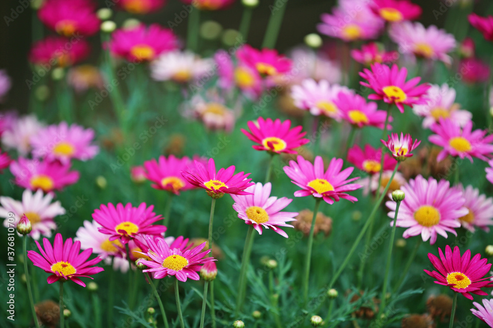 Pink daisy flowers - The Ashcombe Maze and Lavender gardens, Victoria, Australia Pink daisy flowers - The Ashcombe Maze and Lavender gardens, Victoria, Australia