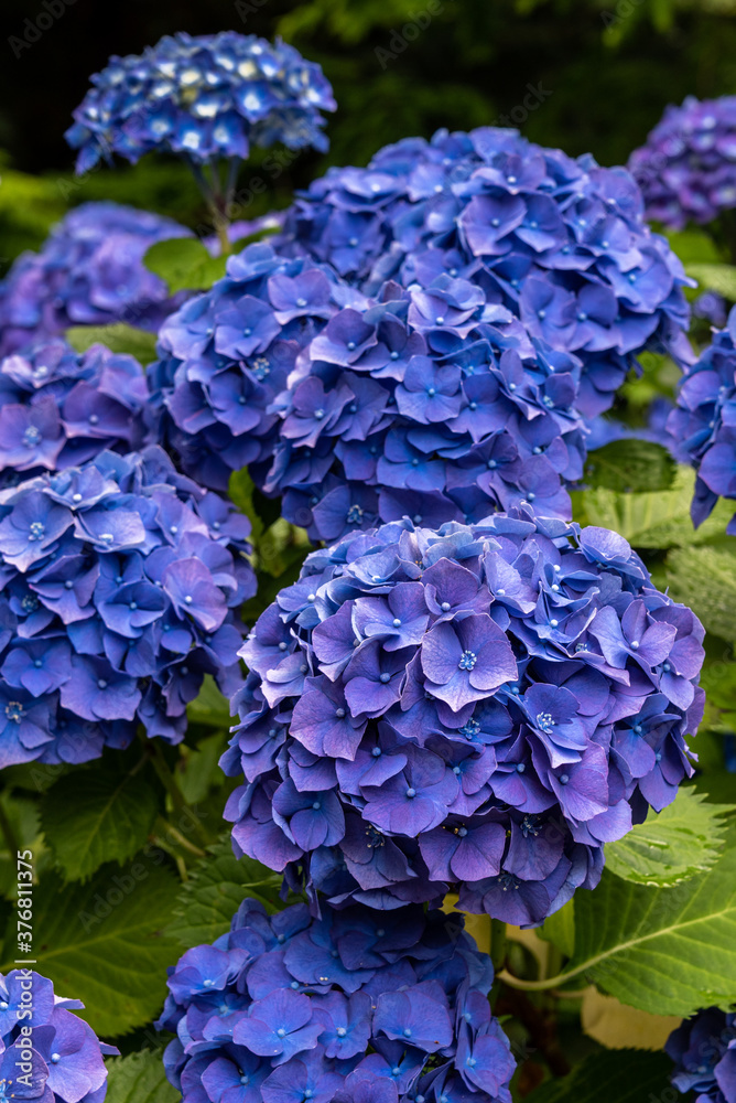 Closeup of classic blue hydrangea bush blooming in a garden
Closeup of classic blue hydrangea bush blooming in a garden