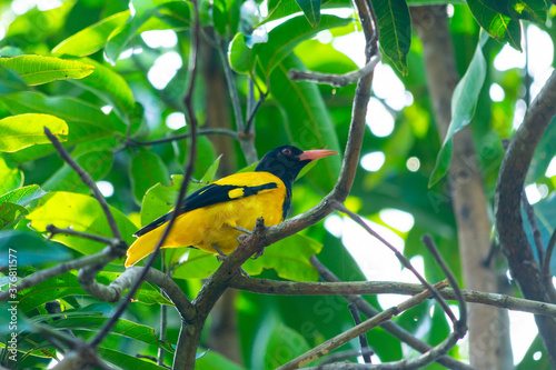 Εκτύπωση καμβά Black-hooded oriole