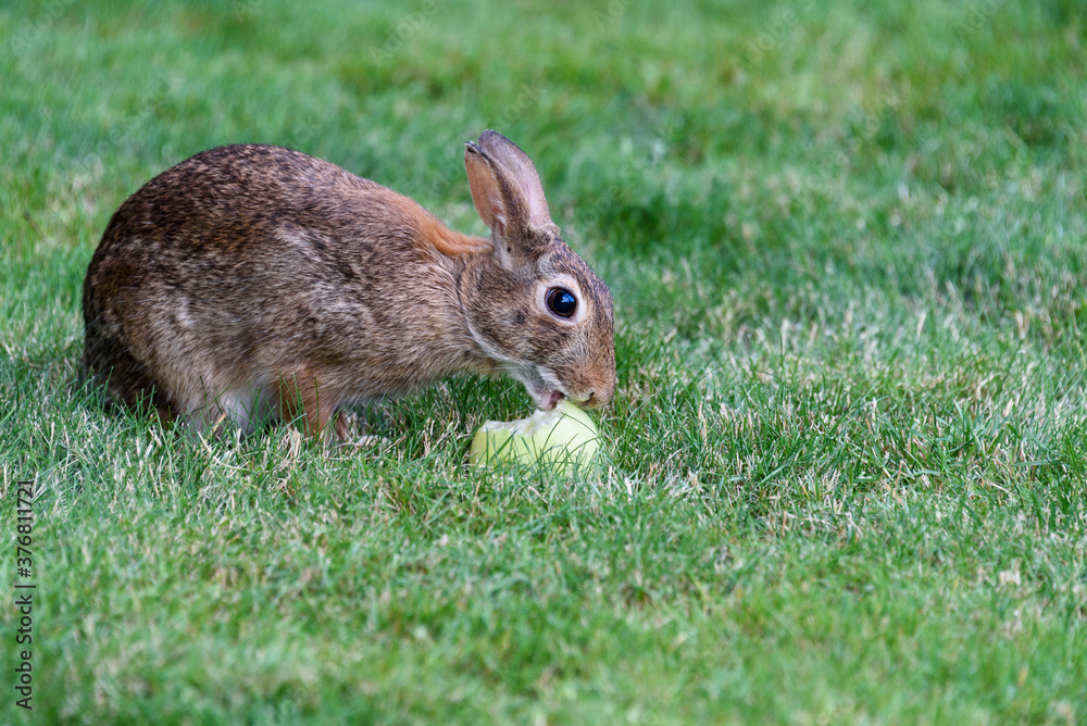 Fototapeta premium Native bunny eating a green apple on a lawn 
