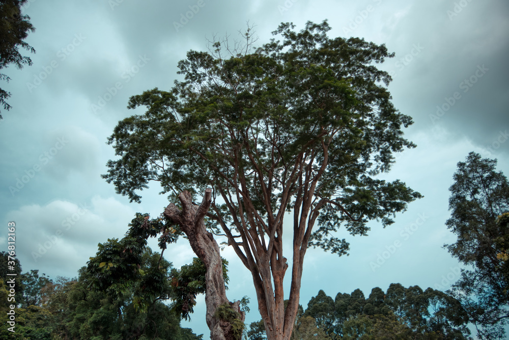 tree in the sky