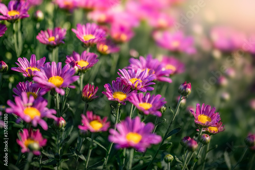 Pink Chrysanthemums Flowers - Garden Mums