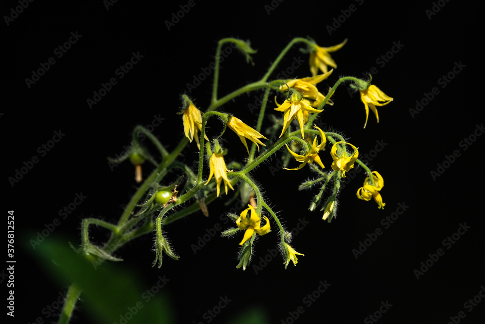 Naklejka premium Closeup of tomato plant yellow blooms against a black background