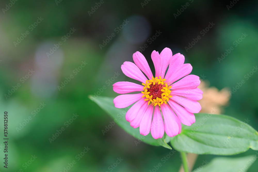 Fototapeta premium 분홍색 백일홍꽃이 보이는 풍경