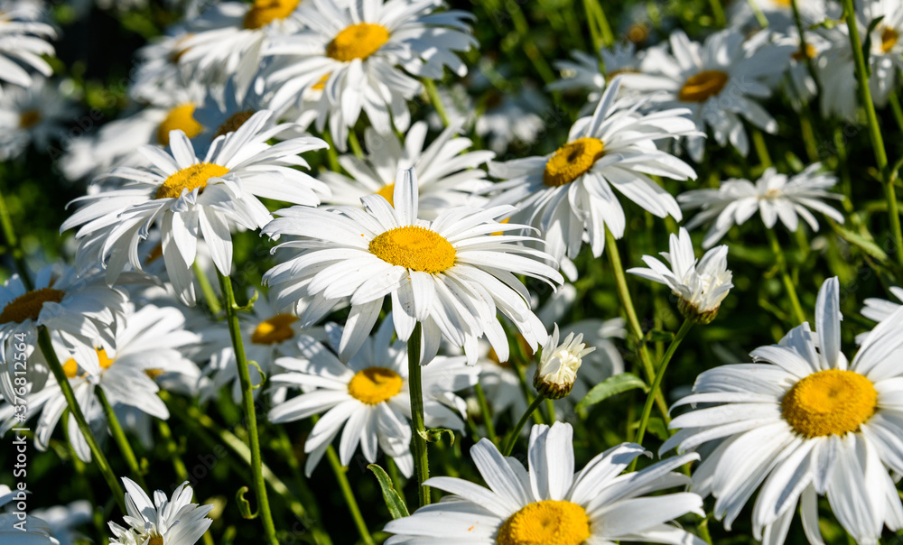 Closeup of white daisies with yellow centers as a nature background
Closeup of white daisies with yellow centers as a nature background