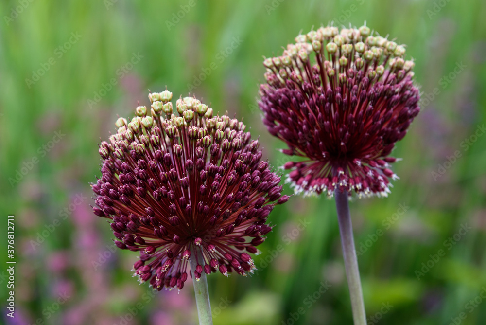 Closeup of dark maroon with light green top ornamental onion flowers
Closeup of dark maroon with light green top ornamental onion flowers
