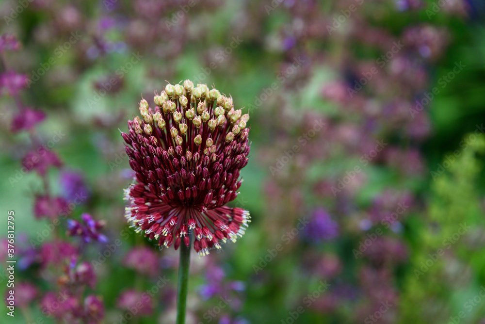 Closeup of dark maroon with light green top ornamental onion flowers
Closeup of dark maroon with light green top ornamental onion flowers