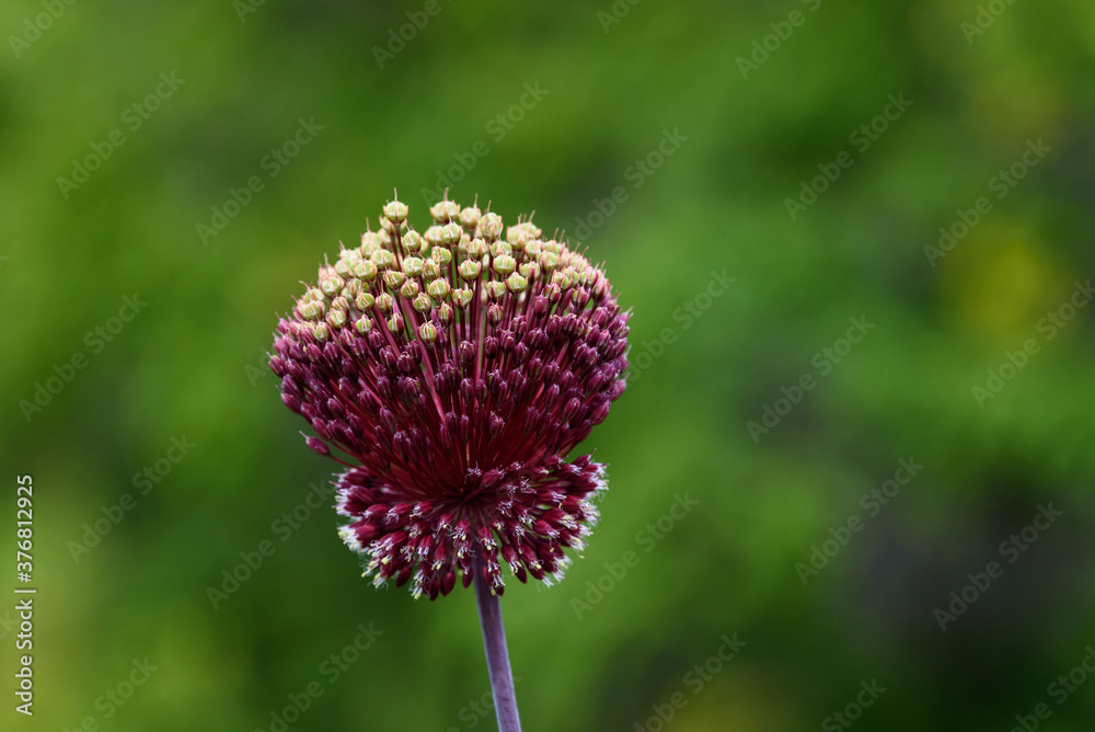 Closeup of dark maroon with light green top ornamental onion flowers
Closeup of dark maroon with light green top ornamental onion flowers