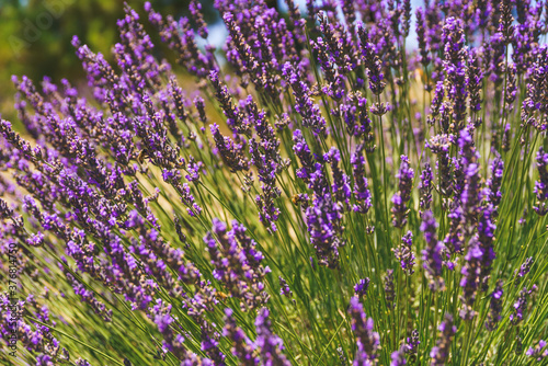 Lavender flowers and bees closeup. Sunny summer day, Lavender farm in California