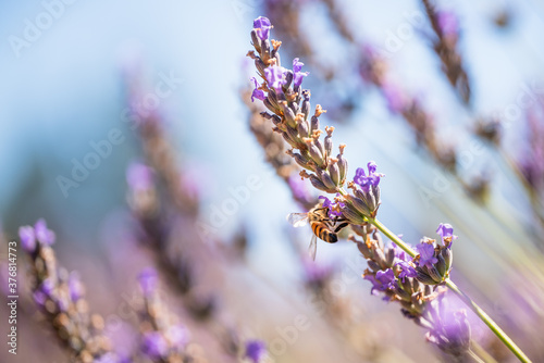 Lavenders in bloom and bee close up, beautiful blue sky background. Lavender field, sunny summer day in California © Hanna Tor