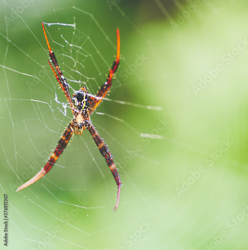  Macro nature image with spider on net with blured background