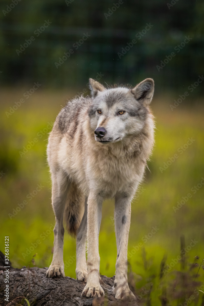 Grey Wolf Alpha Female 