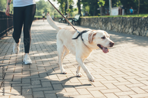 Close up photo of a labrador walking with his owner in the park in a sunny day