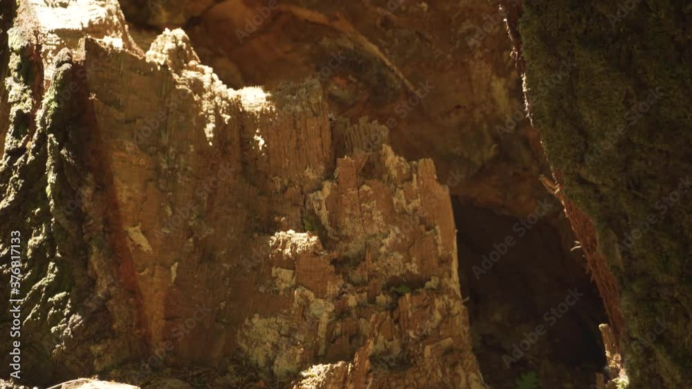 Close up view inside dead fallen tree stump Close up view inside dead fallen tree stump