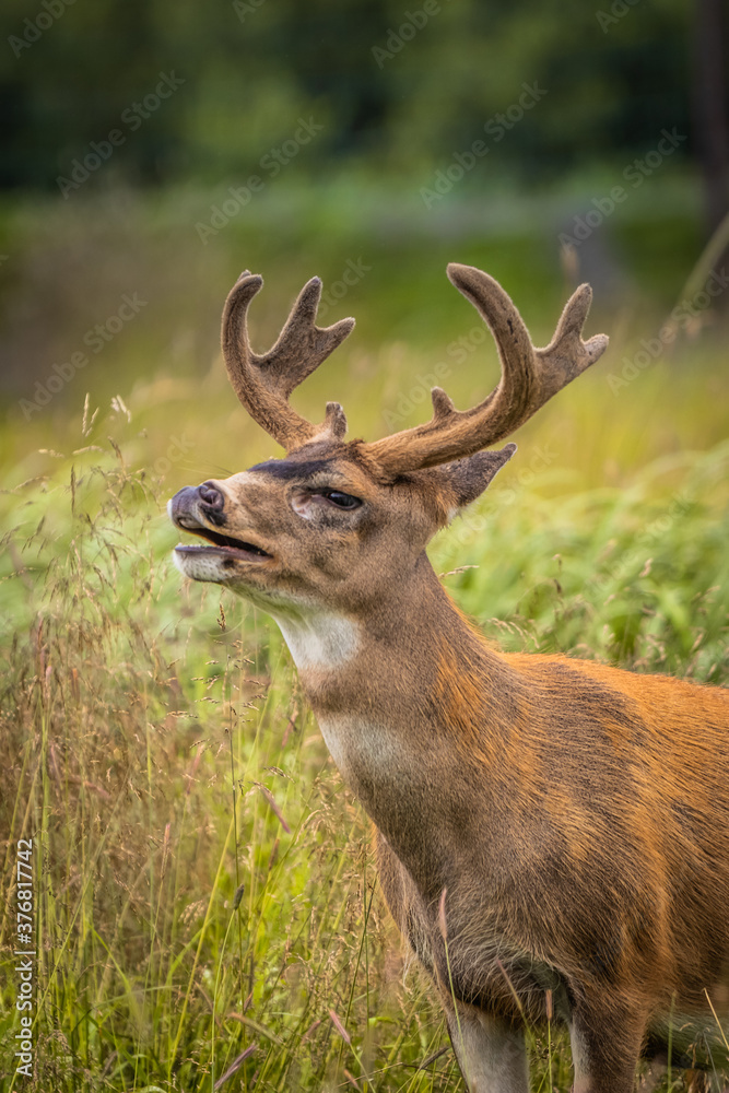 Sitka Black-tailed Deer Buck Rutting in Tall Grass Sitka Black-tailed Deer Buck Rutting in Tall Grass