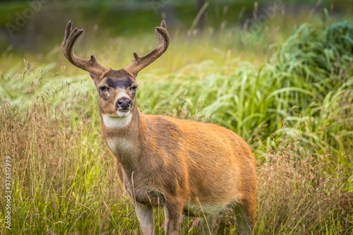 Photos Sitka Black-tailed Deer Buck Rutting in Tall Grass