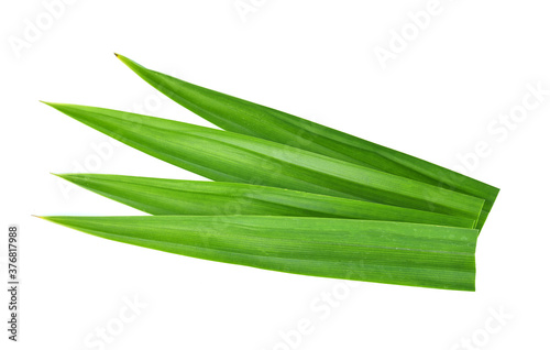 Top view of Fragrant Pandan Leaves isolated on white background