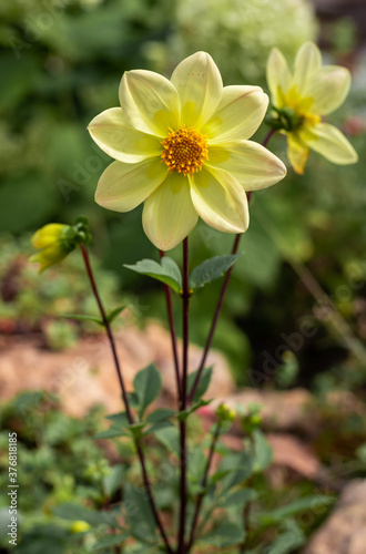 Beautiful yellow dahlia flower on a flower bed in the garden. © Irina