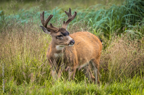 Fototapeta Naklejka Na Ścianę i Meble -  Sitka Black-tailed Deer Buck Rutting in Tall Grass
