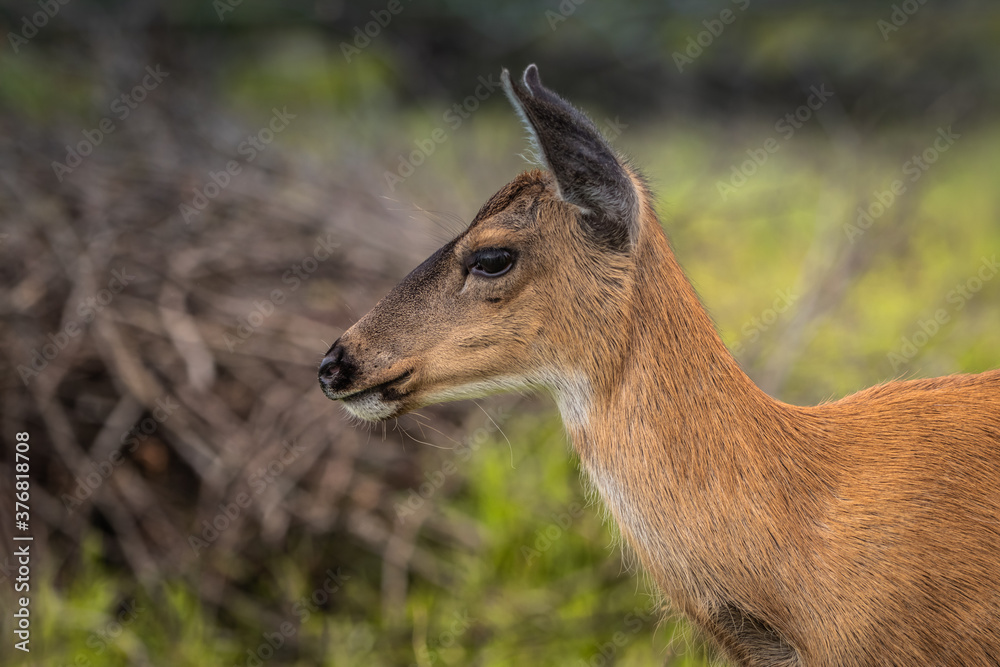 Sitka Black-Tailed Deer Doe Amongst Tall Grass