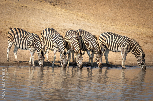 Small herd of zebra standing at the edge of a dry riverbank drinking water in Kruger Park in South Africa