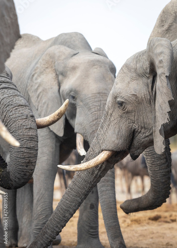 Vertical close up on elephants' heads and trunks drinking in Savuti in Botswana