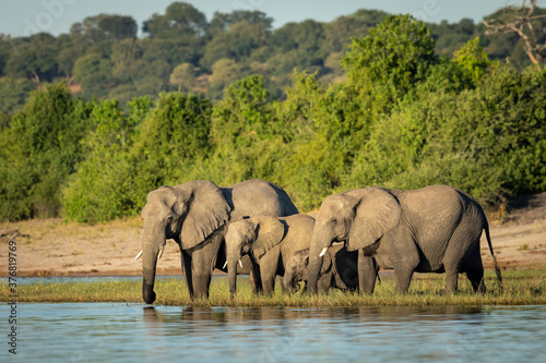 Small herd of elephants standing at the edge of Chobe River drinking water in Botswana