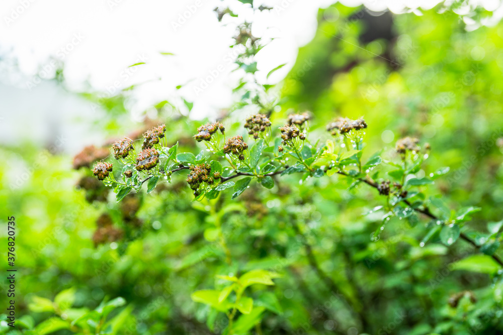 Faded Spiraea flowers (Spiraea cantoniensis) on the branch in the garden. Selective focus. Shallow depth of field. Faded Spiraea flowers (Spiraea cantoniensis) on the branch in the garden. Selective focus. Shallow depth of field.