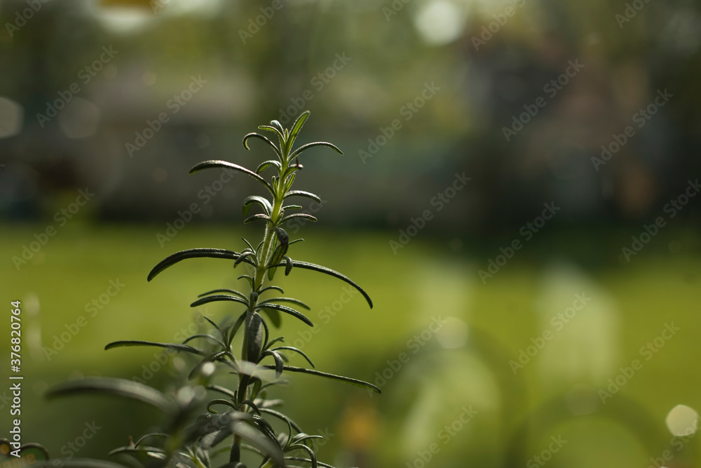 Fototapeta premium Rosemary