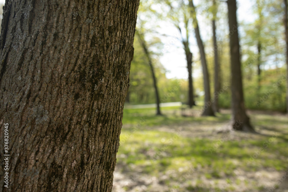 Background trees